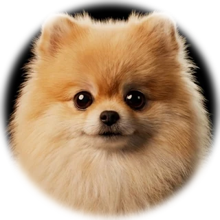 Rufus